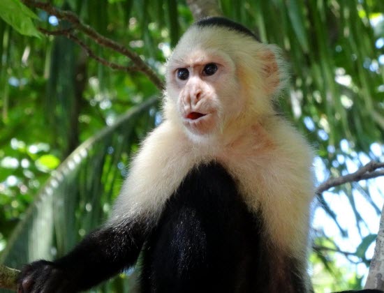 Costa Rica Tours