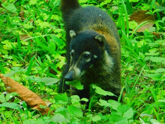 Buena Vista Costa Rica Tour