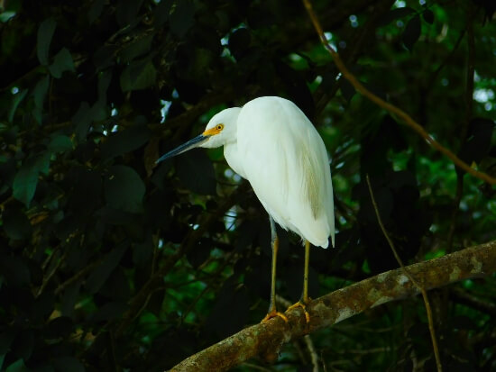 Buena Vista Costa Rica Tour