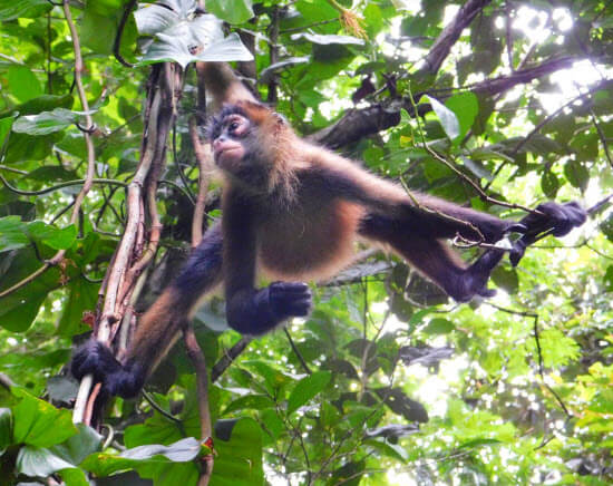 Buena Vista Costa Rica Tour