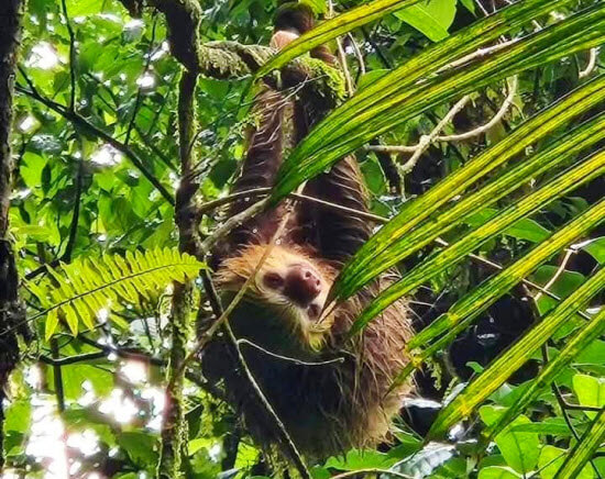 Buena Vista Costa Rica Tour